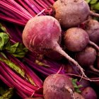 Descubra 5 tipos de plantas que promovem o equilíbrio entre corpo e mente