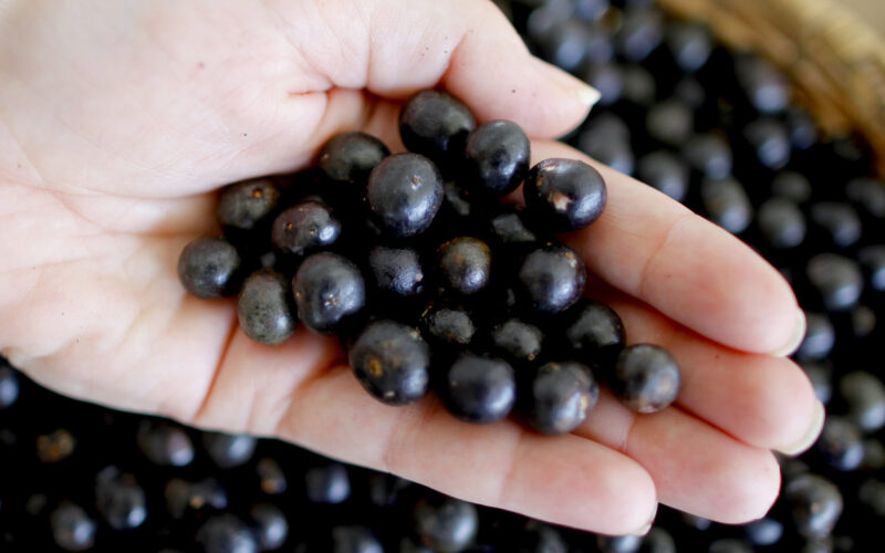 Descubra os incríveis benefícios do açaí para a saúde: saiba quais doenças pode prevenir e outras vantagens surpreendentes